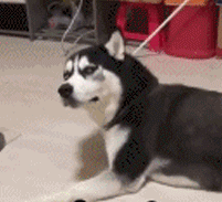 3.gif